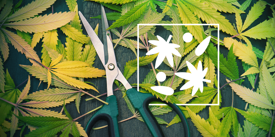 What To Do With Leftover Fan Leaves And Trim What To Do With Leftover Fan Leaves And Trim