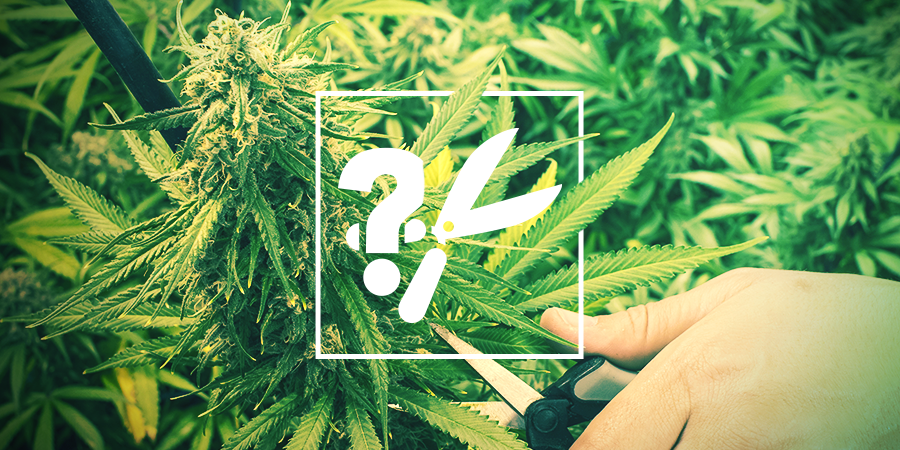When And How To Harvest Your Cannabis Cannabis Grow Guide