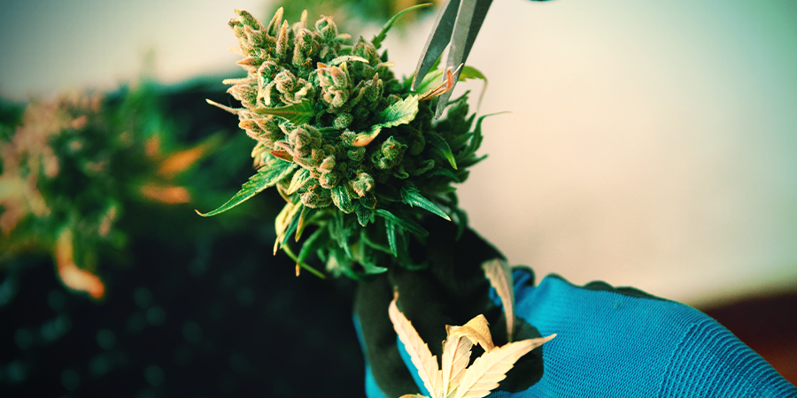 Manicuring Cannabis Manicuring Cannabis