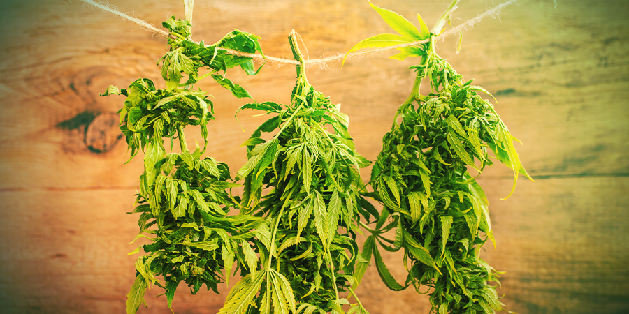 Drying Cannabis Drying Cannabis