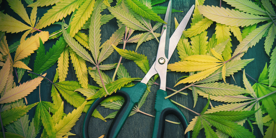 WHAT DO YOU DO WITH TRIM LEAVES?