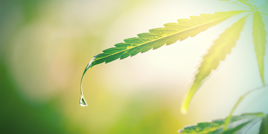 Flush Plants Before Harvest Flush Plants Before Harvest