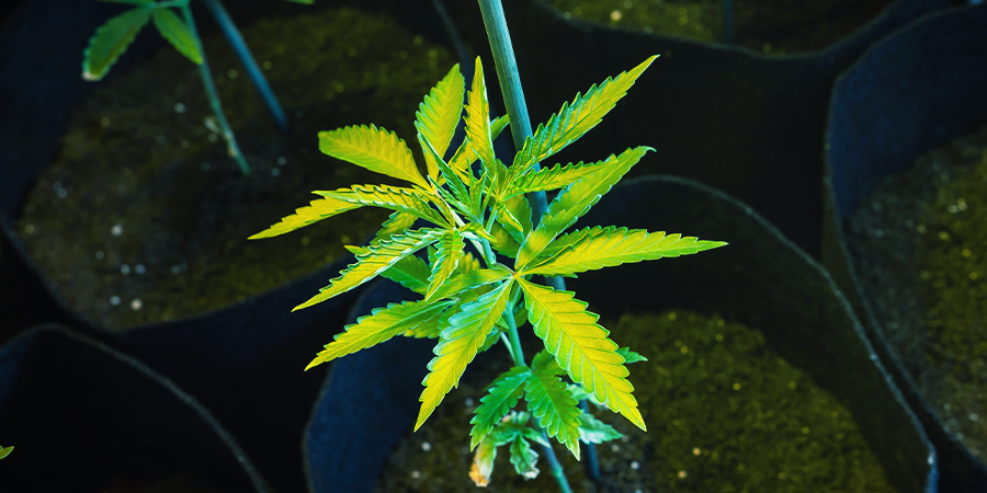 Problem: Seedlings Grow Weak And Stretched PROBLEM: SEEDLINGS GROW WEAK AND STRETCHED