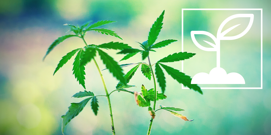 What Are Cannabis Seedlings? What Are Cannabis Seedlings?