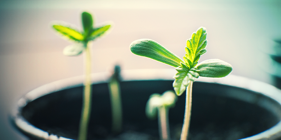 THE CORRECT CONTAINER FOR A CANNABIS SEEDLING