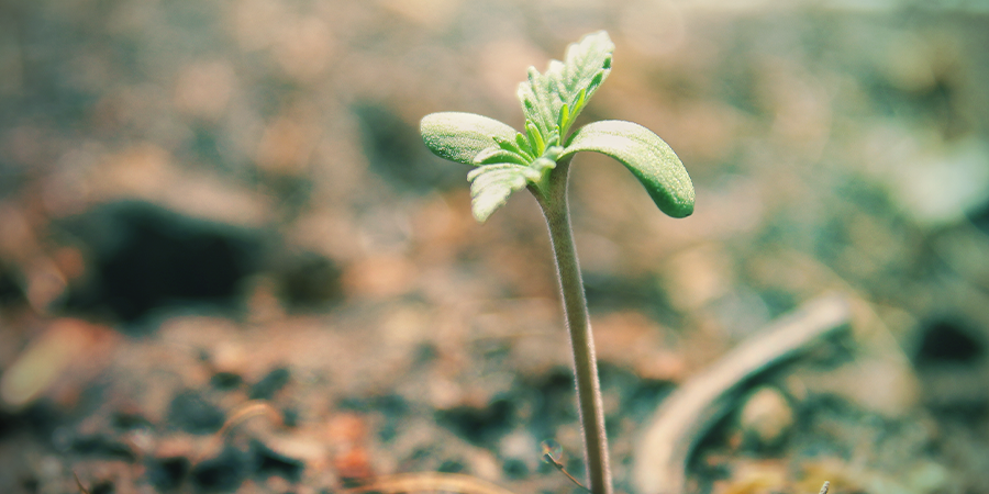 GROWING MEDIUM FOR CANNABIS SEEDLINGS