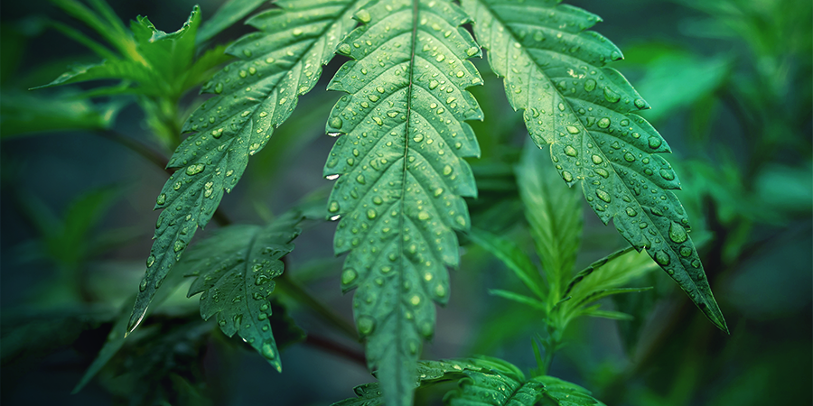 Watering During Vegetation Watering During Vegetation