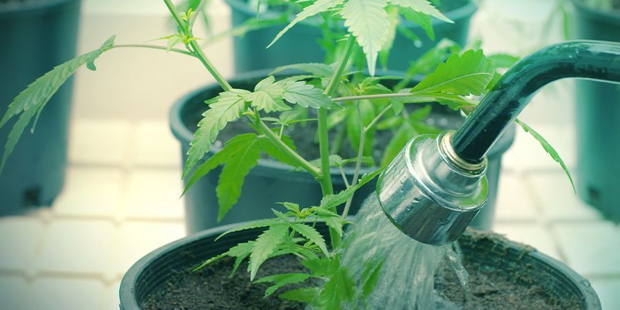Watering Cannabis Plants Can Be Demanding