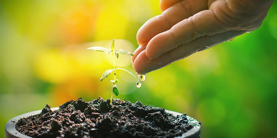 How Often Do Seedlings Need Water How Often Do Seedlings Need Water