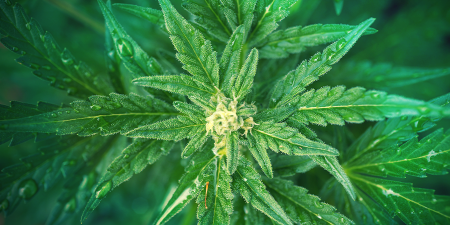 How Often Do Vegetative Plants Need Water? How Often Do Vegetative Plants Need Water?