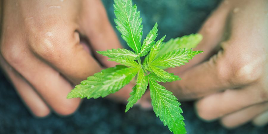 HOW TO WATER CANNABIS CLONES