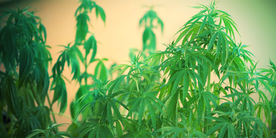 Symptoms Of Underwatering SYMPTOMS OF UNDERWATERING