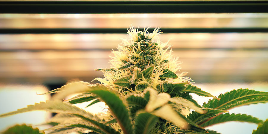 How To Water Cannabis Plants: Light intensity