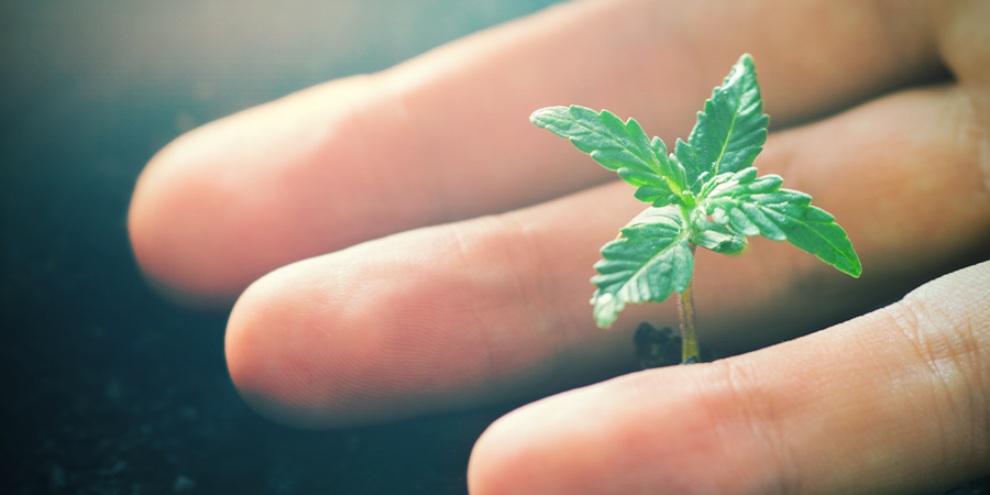 Positive Effects Of CO₂ On Cannabis Plants Positive Effects Of CO₂ On Cannabis Plants