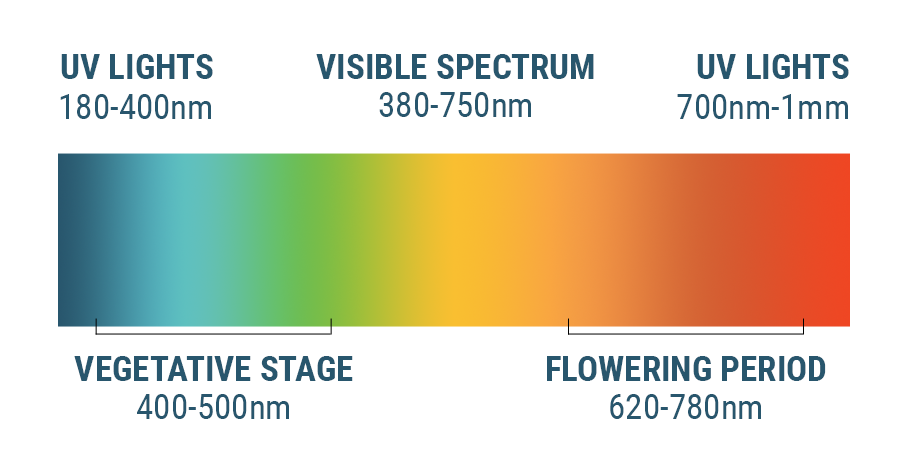 The Light Spectrum And Cannabis The Light Spectrum And Cannabis