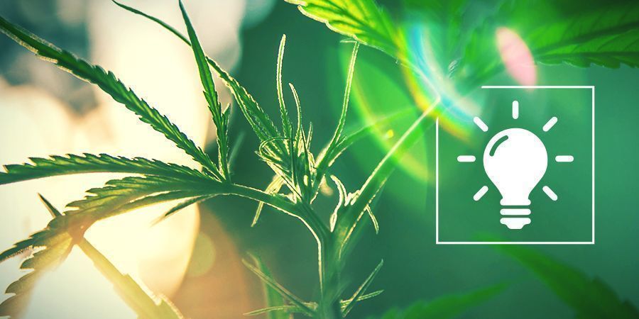 Choosing The Right Light For Your Grow Op How To Grow Weed