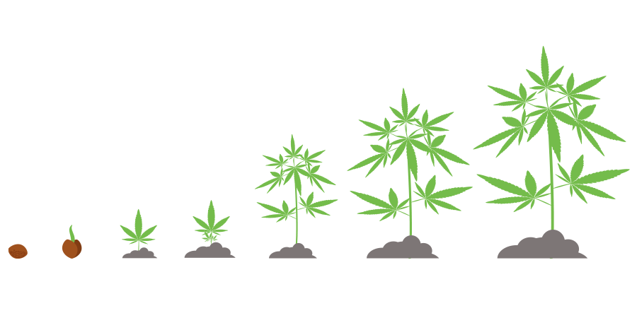 Timeline Cannabis Timeline