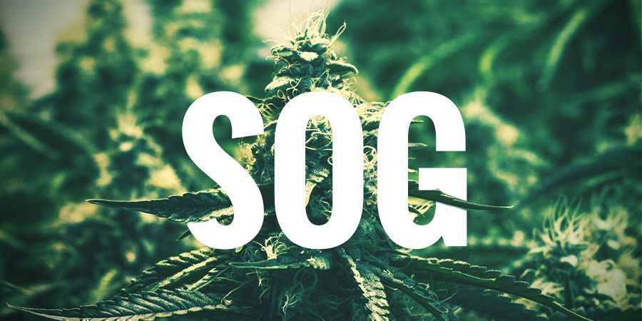 SOG — SEA OF GREEN