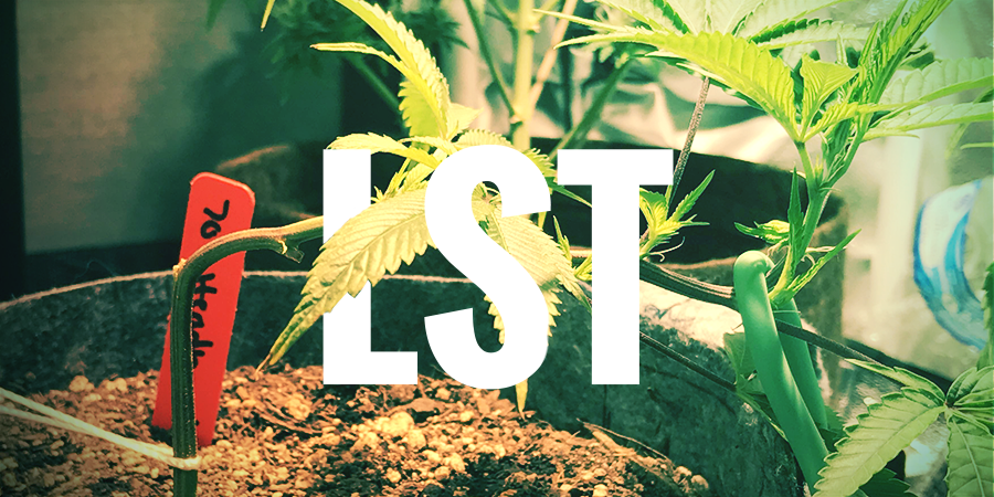 LST—LOW STRESS TRAINING