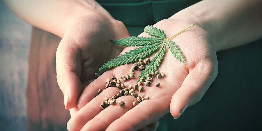 Choosing The Right Strain Choosing The Right Strain