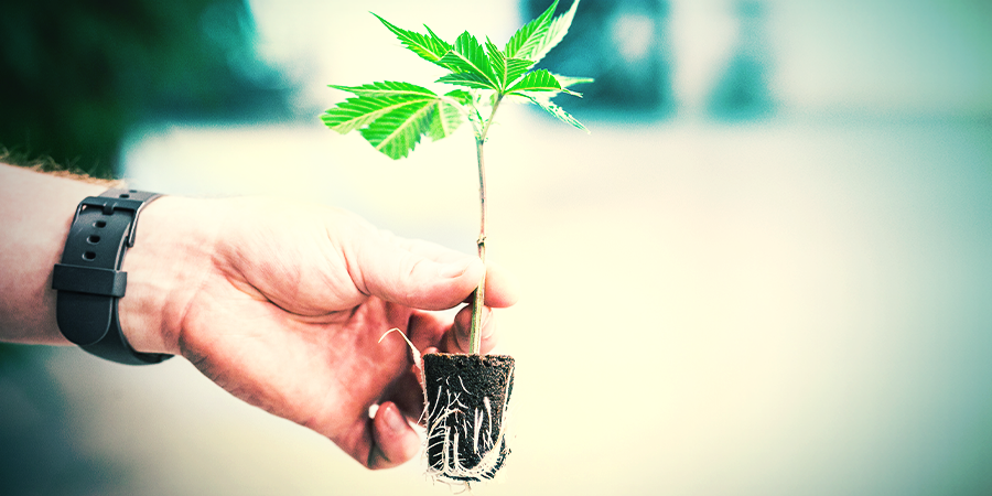 Seeds Or Clones Seeds Or Clones