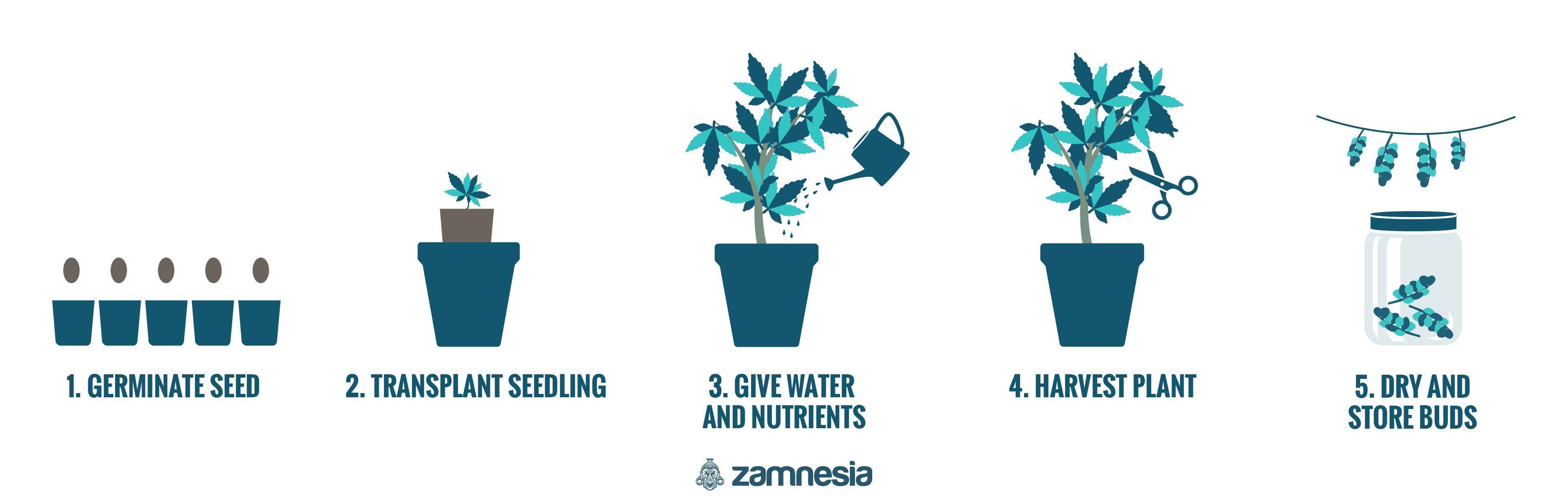 Growing Cannabis In 5 Easy Steps