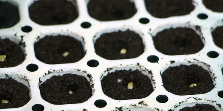 STEP 2: GERMINATE YOUR CANNABIS SEEDS