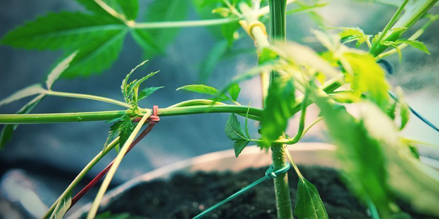 STEP 8: IF YOU WANT, YOU CAN TRAIN YOUR CANNABIS PLANTS TO INCREASE YIELD