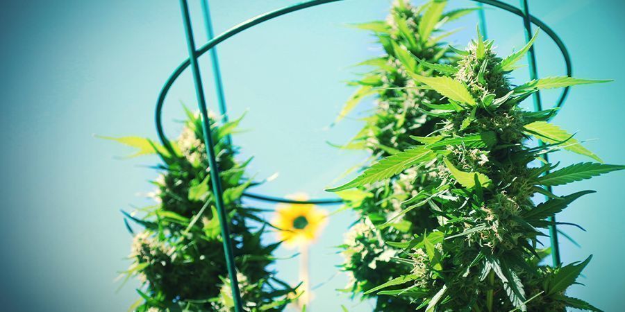 Autoflowering Cultivars Are A Great Way To Ensure Your Plants Grow Consistently