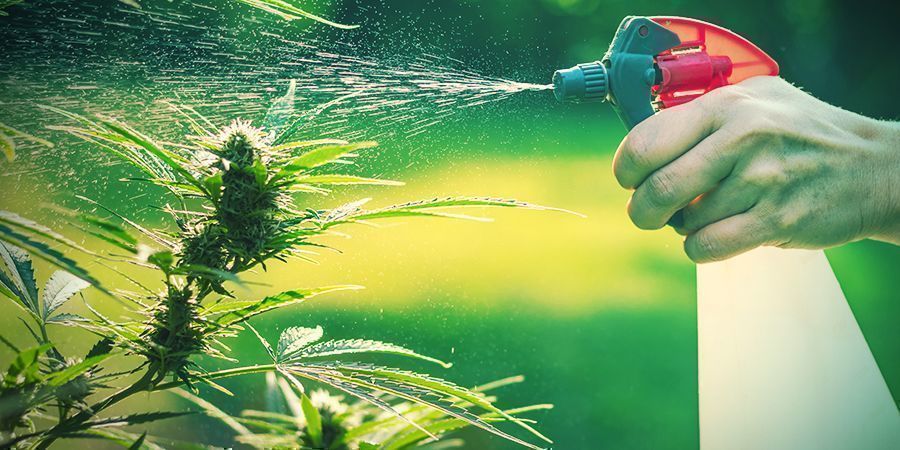 Garden & Backyard Growing: Advantages And Disadvantages