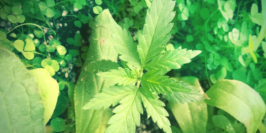 Tips For Garden Growers