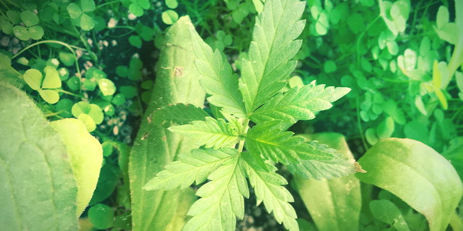 Companion Plants To Nurture & Protect Your Cannabis Crop Tips For Garden Growers