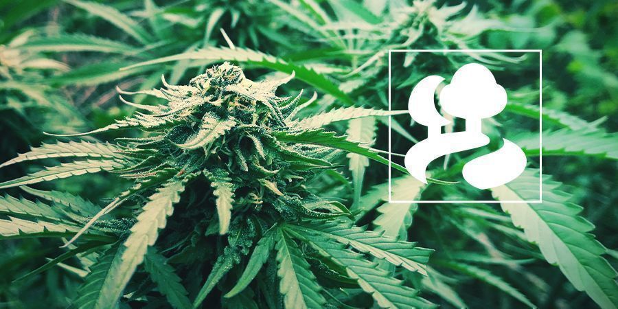 Guerrilla Growing Cannabis Plants