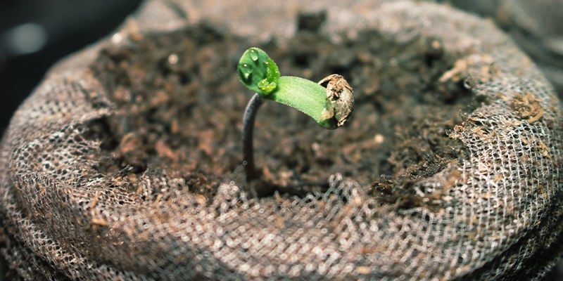 Germination / Sowing (March)