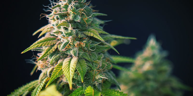 Suitable strains for northern climates