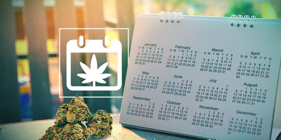 Zamnesias Outdoor Cannabis Grow Calendar HEADER CMS