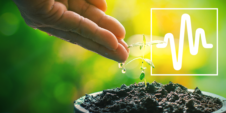 Plant Care Plant Care