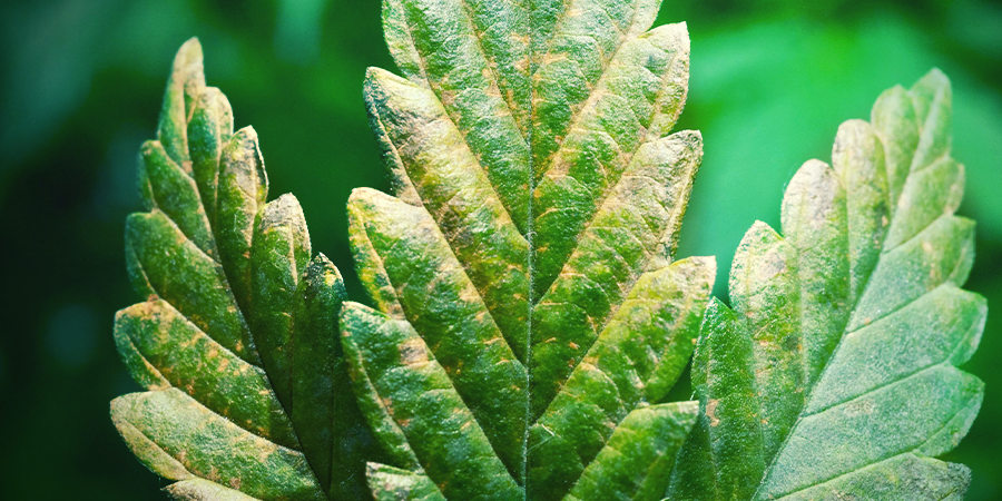 Tobacco Mosaic Virus (TMV) Tobacco Mosaic Virus (TMV)