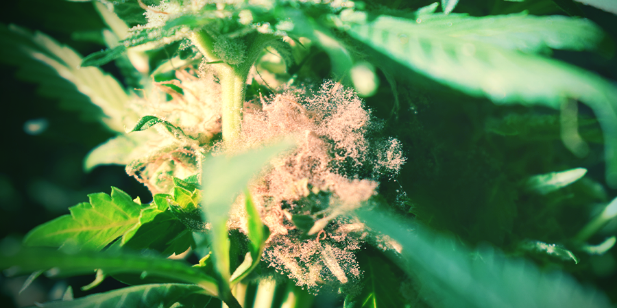 Bud Rot Bud Rot
