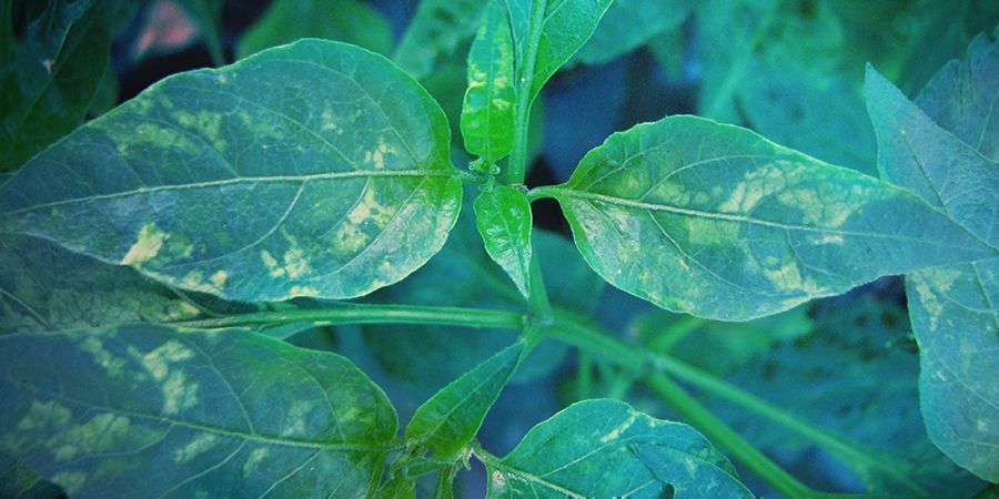 Tobacco Mosaic Virus (TMV)