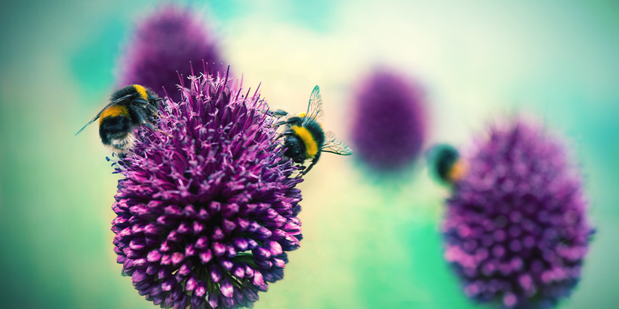 CHIVES: A NATURAL REPELLANT