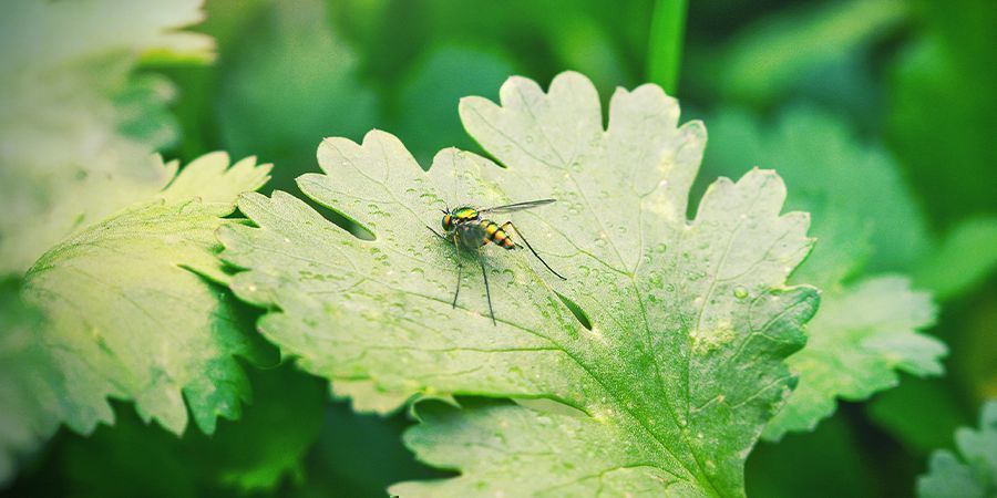 CORIANDER AND ITS BENEFITS FOR CANNABIS