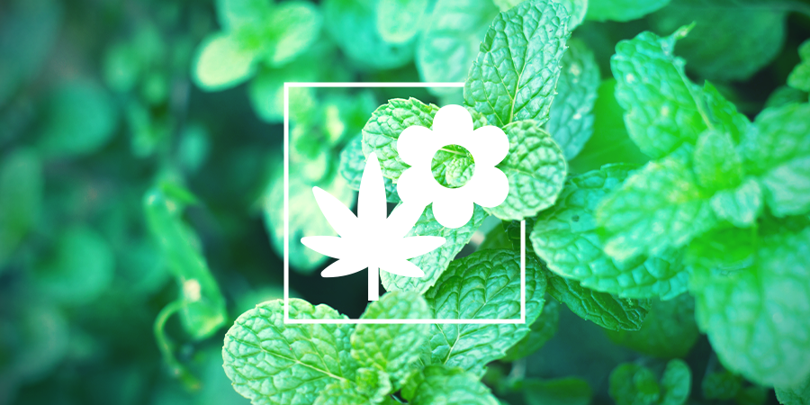 Mint And Cannabis Mint and cannabis