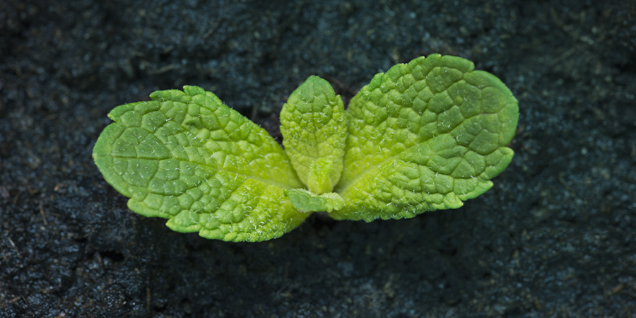 How To Grow Mint HOW TO GROW MINT