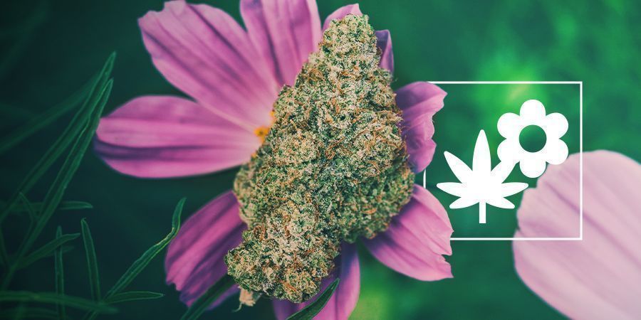 How To Grow Better Cannabis With Companion Plants