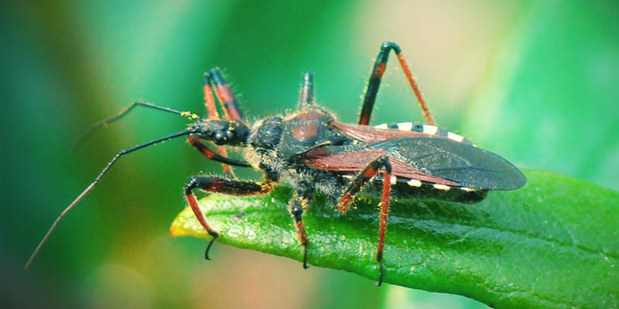 Assassin Bug Assassin Bug