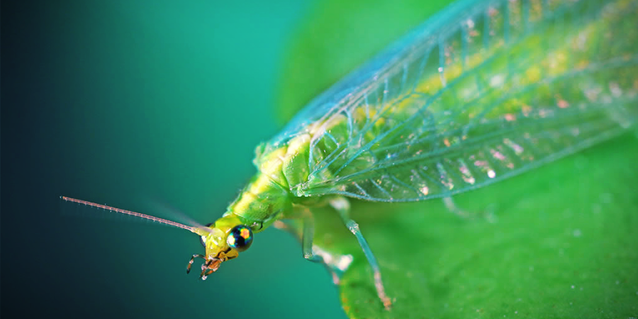 Lacewing Lacewing