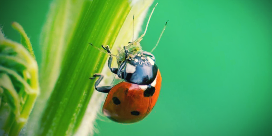 Ladybird Ladybird