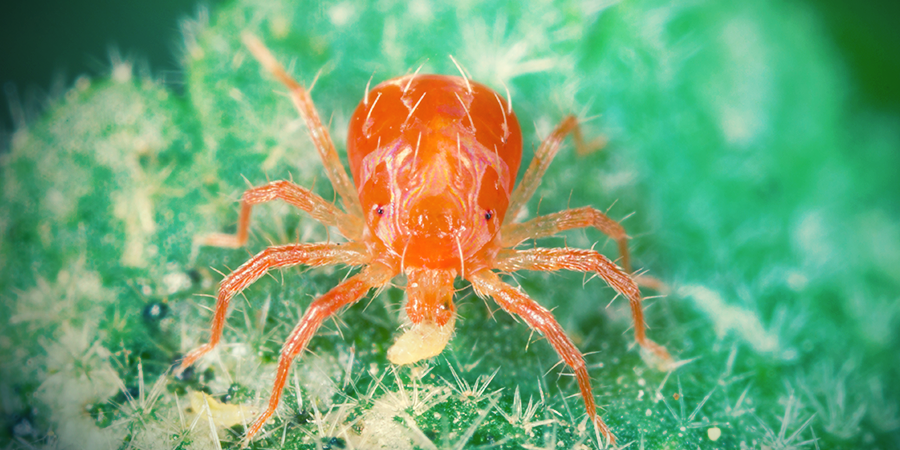 Predator Mite Predator Mite