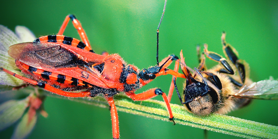 Assassin Bug Assassin Bug